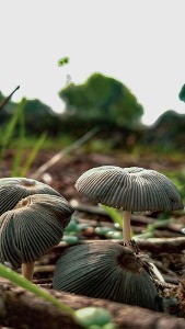 pexels-js-hemanth- 169 x 300